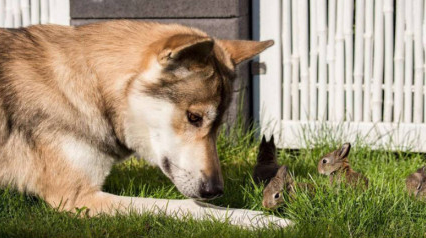 牧羊犬帮助主人照顾兔子 尽职尽责场面温馨