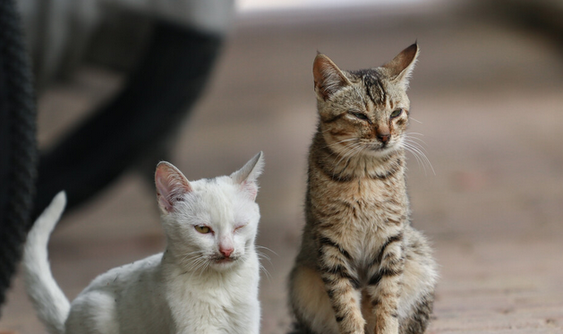  男子顺走酒友两只猫 猫恋旧主露马脚