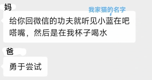 自从捡到一只小猫后，无论猫做什么爸爸都会夸奖，网友：破案，你爸是清汤大老爷