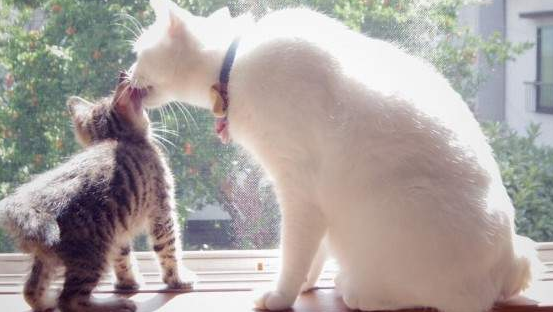 全心全意照顾别人家小孩的猫保姆，小猫：不是亲妈胜似亲妈 
