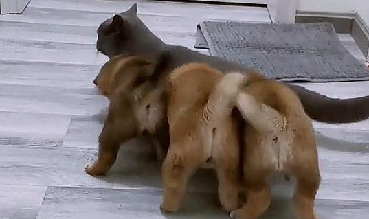 小柴犬找妈，盯上家里的蓝猫