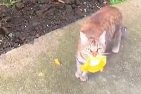 网友喂了只流浪猫，一天它竟叼着一朵花送给她，懂得感恩的猫啊