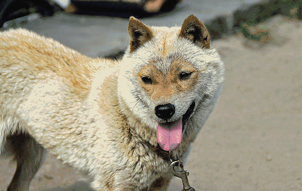 日本一柴犬走红：外形酷似羊的狗狗“刚酱”