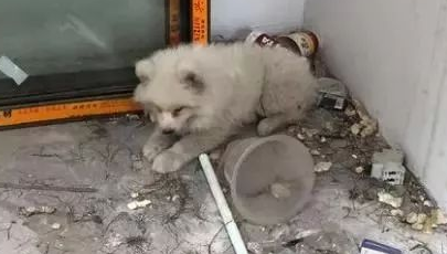 萨摩耶因病被人弃养，依然努力的向人示好，网友看到泪崩 