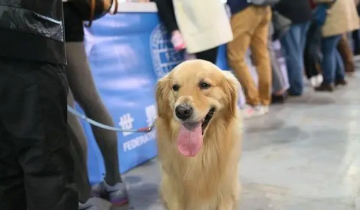 凌晨两点，孕妇与邻居发生争吵上升到肢体冲突，忠犬护主身受重伤 