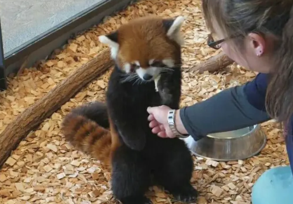 高冷小熊猫嫌弃饲养员 小熊猫：喂苹果可以，牵手不行 