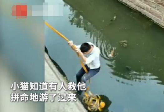 小伙下臭水沟救流浪猫，小猫还知道是在救它，拼命游过去抓紧绳索