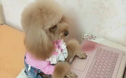 小狗专心看动画片，两手搭起一脸正经，完全像个小人精