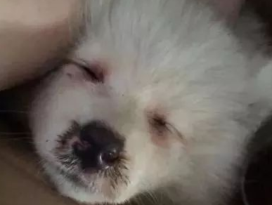萨摩耶因病被人弃养，依然努力的向人示好，网友看到泪崩 