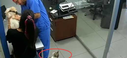 看到狗狗被“欺负”，猫皇冲上去对着兽医咬了几口