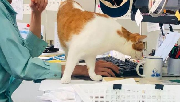 日本一只橘猫因为妨碍公务，被人举报后逮捕