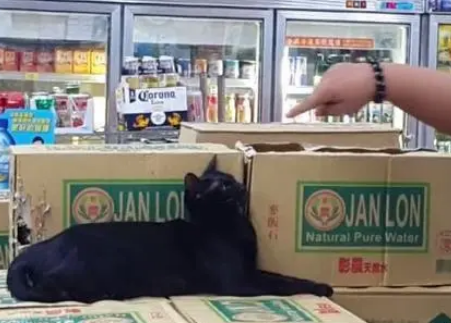 猫咪乱抓纸箱，店员忍不住和它碎碎念，猫咪一脸疑惑：你在说啥