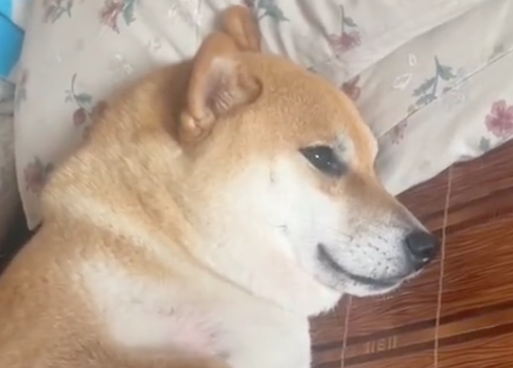 花1千和4万买的柴犬，站在一起差距就对比出来了！狗：我是盗版？