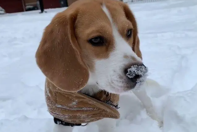 南方狗狗第一次玩雪，兴奋地大喊大叫，主人顿时笑喷了 