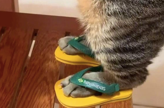 猫咪穿着人字拖，扒在桌子上吃东西，好像广东猫刚收完租喝一杯