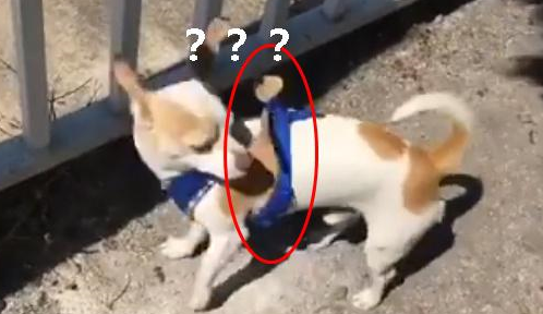狗狗追求自由玩逃跑，主人为防止其越狱，给它背上了“镇狗宝刀”