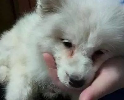 萨摩耶因病被人弃养，依然努力的向人示好，网友看到泪崩 