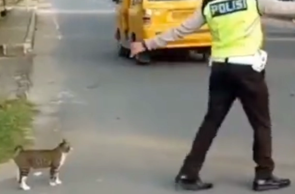 流浪猫想过马路，但被来往的车辆吓得不敢动，幸好遇见了警察叔叔