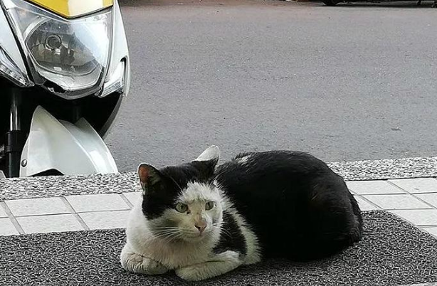 流浪猫很凶不允许人靠近，差点被人给安乐死，一年后反倒成了助教