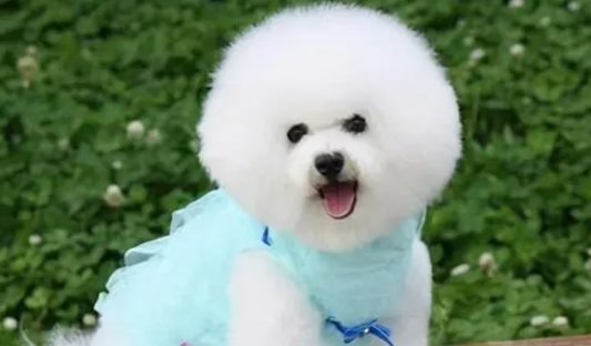 稀奇！比熊犬给猫咪当奶妈，为小猫凶亲儿子