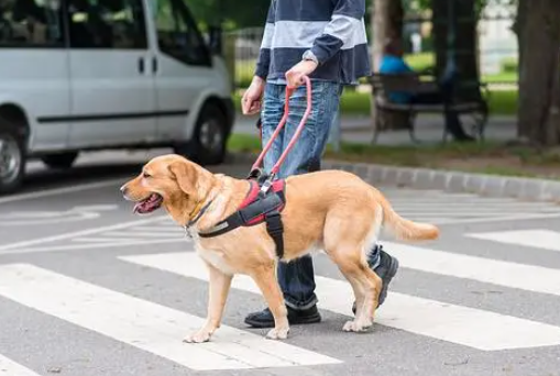 残障旅客可携带导盲犬进站乘车 其他宠物不得携带乘车