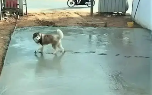 水泥还未铺完哈士奇就来捣乱，留下了一排脚印遭驱赶