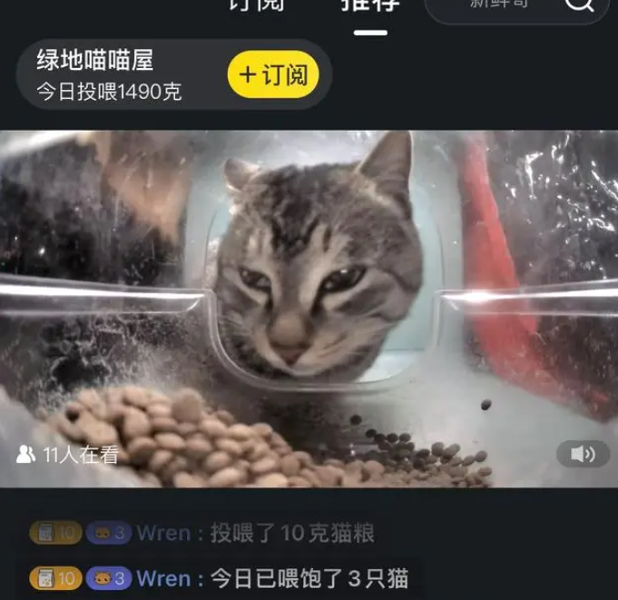 给流浪猫当MCN，是一门好生意？