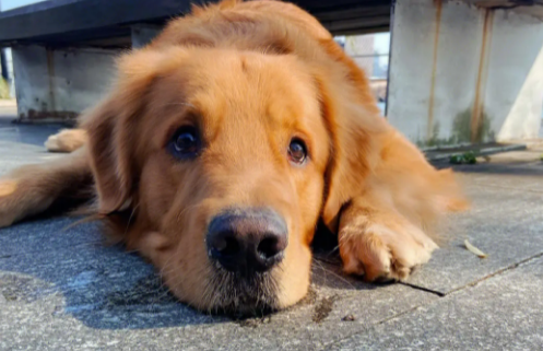 警犬也爱“偷”东西，被抓后迅速逃离现场，可爱到不忍责罚！ 