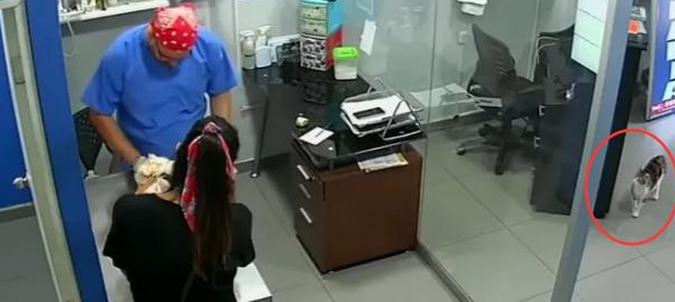 看到狗狗被“欺负”，猫皇冲上去对着兽医咬了几口