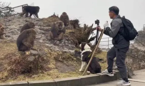 男子峨眉山上直播牵狗挑衅猴子，刺激狗和猴子发起冲突，景区回应