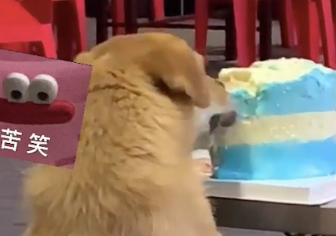 朋友在外过生日，蛋糕却被流浪狗给偷吃了！狗：祝你生日快乐哈