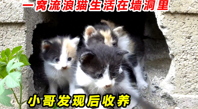 一窝5只小猫，刚出生不久就成了流浪猫，小哥闻讯赶来救助