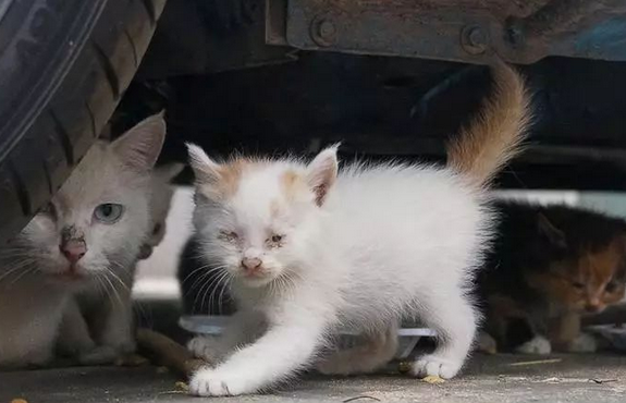 江门蓬江通报“禽畜市场交易被盗猫只”：已转移235只猫