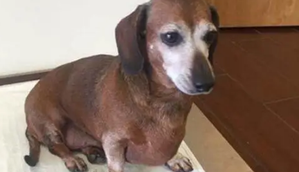奶奶饲养大的腊肠犬，胖得像一只“猪”，减肥后判若两狗