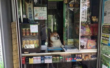 史上最萌的“狗老板”看店，热情迎接客人