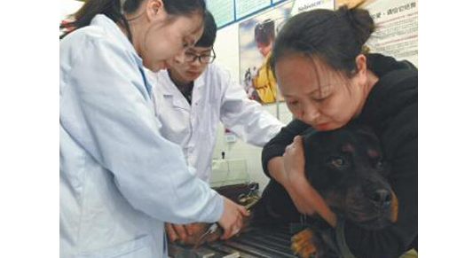 罗威纳犬为患重病的贵宾犬“美美”献血