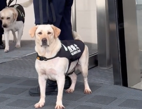 搜爆犬上班时表情严肃，下班后立马就放飞自我了，笑得真开心呀！