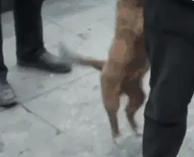 硬汉在街边抹眼泪：“有人要收养狗狗吗，它们很听话，不咬人！” 
