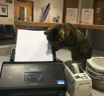 猫咪有主人却每天去医院，成功“骗”了所有人，被当成流浪猫