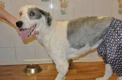 主人离世宠物犬守在旧家不离开，被救时身上“毛盔甲”厚的吓人 
