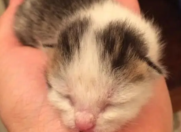 女子草丛发现3只小猫，却只救活一只，小猫把女子当妈妈超听话