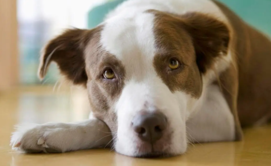 老人为保护孩子被恶犬咬伤，抢救后仍终身残疾