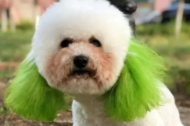 比熊犬背着主人和流浪狗谈恋爱，爱情的结晶诞生后，长相实在潦草