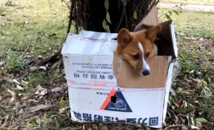 柯基被装箱遗弃公园，箱内发现巨额红包跟留书，内容让人感动 