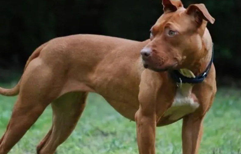 比特犬藏獒都不是东北虎对手，如果比特犬藏獒联手呢？结果真意外 