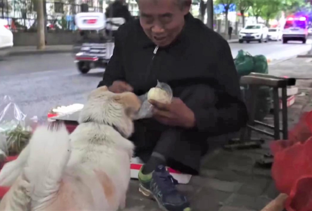 狗狗陪腿残爸摆摊卖菜讨生活，当地人夸它为：“洛阳版忠犬小八”