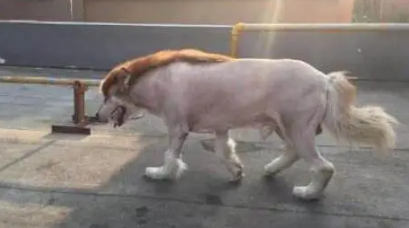 主人因出差，把阿拉斯加犬寄养在父亲家，回来接时狗狗变成这模样