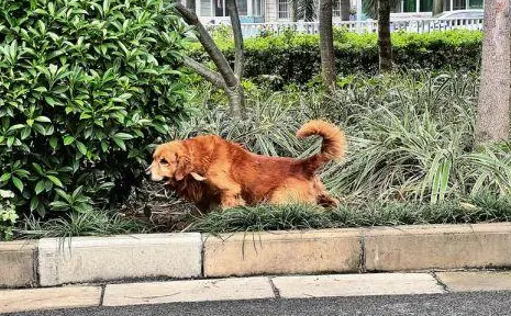 小区宠物厕所的搭建给狗狗提供了很大的便利