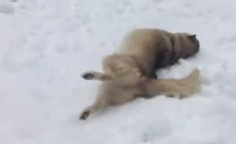 身为一只雪橇犬的二哈，平生第一次见到雪竟然是这鬼样子！ 