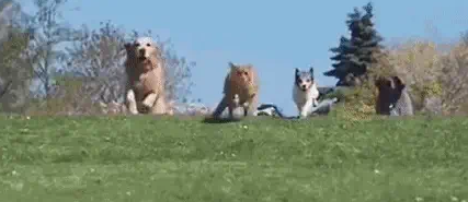 一只被狗狗带大的猫，把自己当成了狗，一举一动都和狗狗相同 
